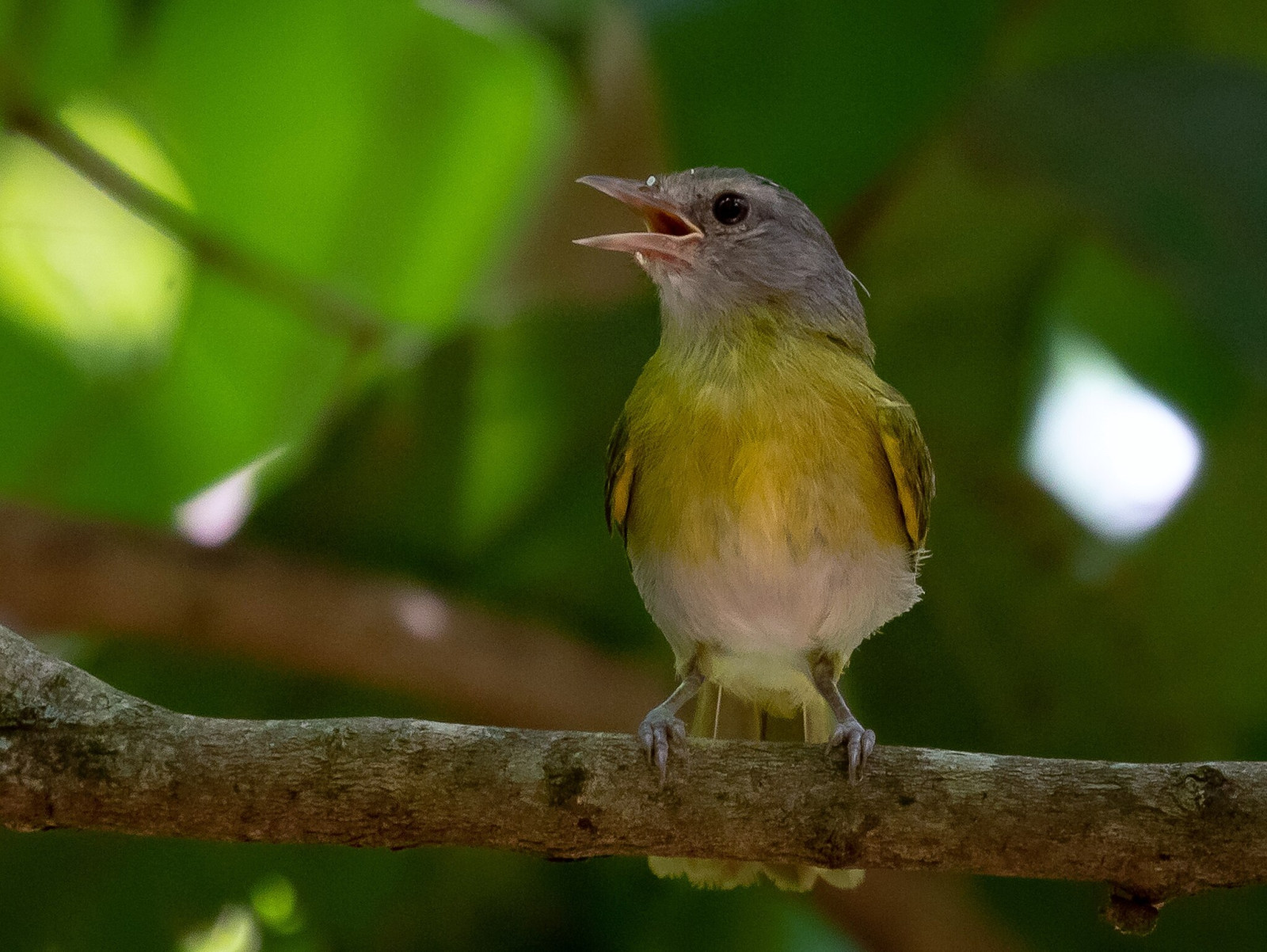 image Ashy-headed Greenlet